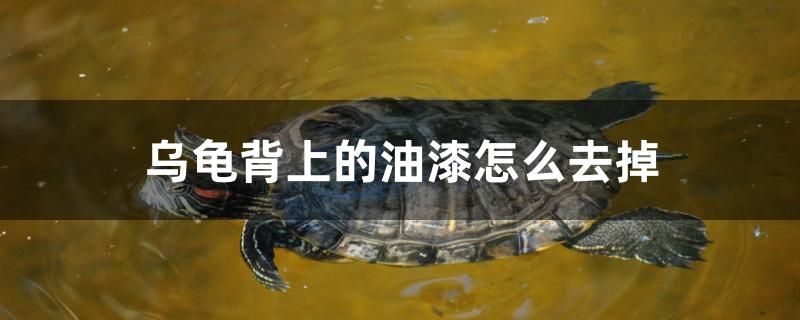 乌龟背上的油漆怎么去掉 祥龙鱼场