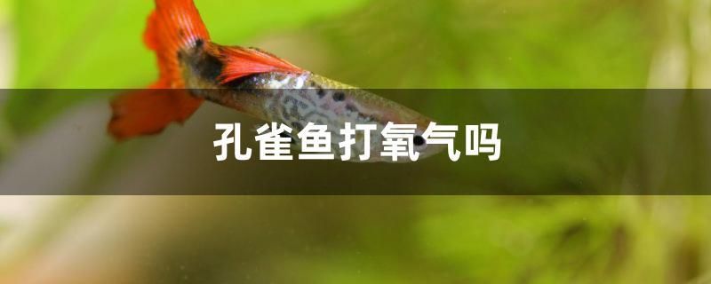 孔雀鱼打氧气吗 黄金鸭嘴鱼