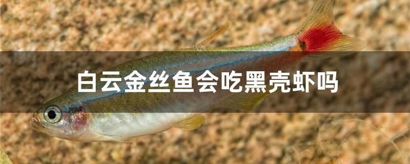 白云金丝鱼会吃黑壳虾吗 广州水族批发市场