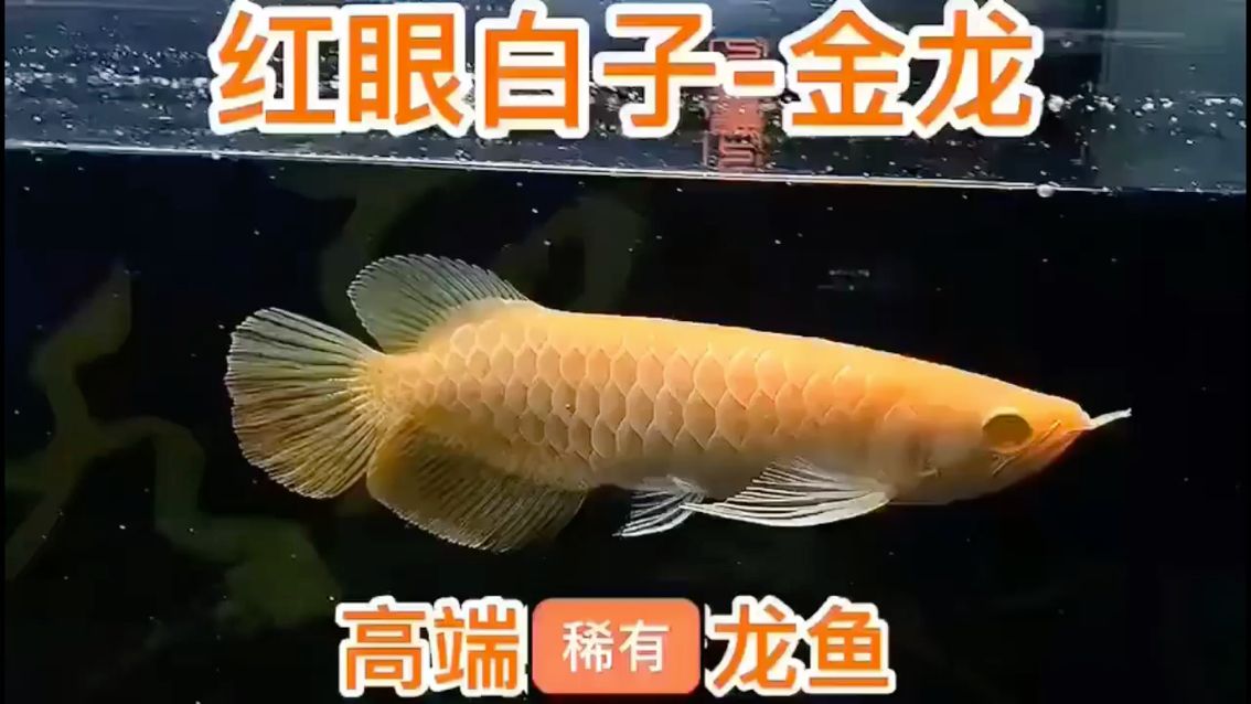 很久没打卡了 观赏鱼论坛