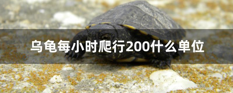 乌龟每小时爬行200什么单位 水族品牌