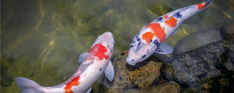 锦鲤有寄生虫怎么治怎么预防锦鲤生寄生虫