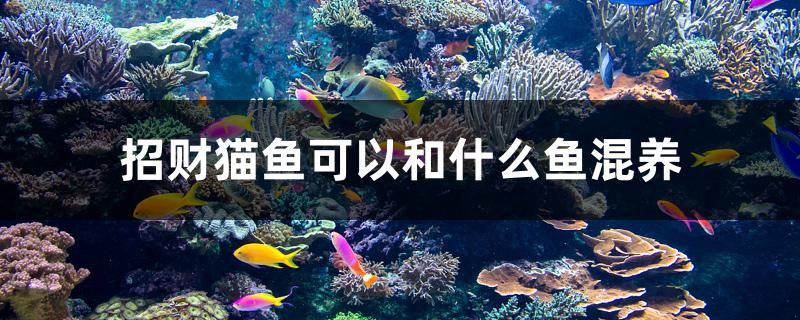 招财猫鱼可以和什么鱼混养 过滤设备