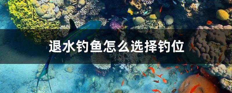 退水钓鱼怎么选择钓位