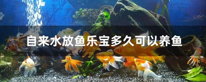 自来水放鱼乐宝多久可以养鱼 金头过背金龙鱼