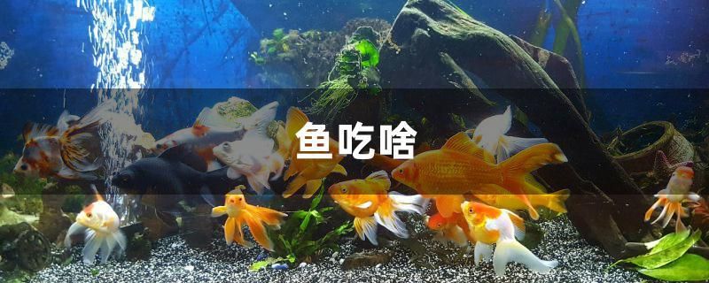 鱼吃啥 - 鱼百科 鱼缸水泵