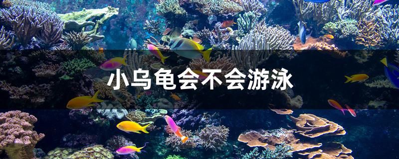 小乌龟会不会游泳