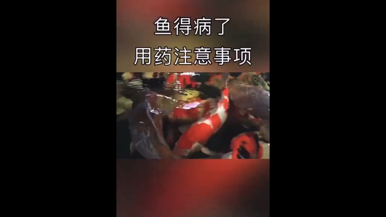 锦鲤鱼得病了用药注意事项 观赏鱼论坛