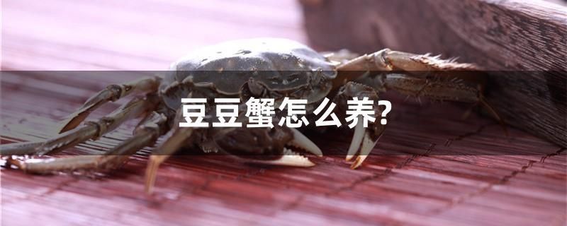 豆豆蟹怎么养？ 粗线银版鱼苗