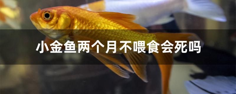 小金鱼两个月不喂食会死吗 泰庞海莲鱼