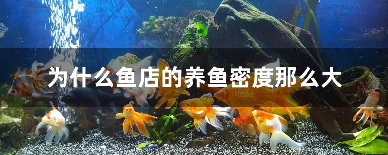 为什么鱼店的养鱼密度那么大