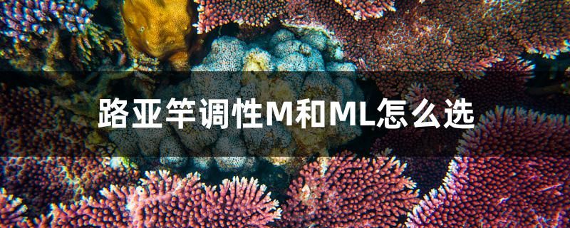 路亚竿调性M和ML怎么选 三色锦鲤鱼