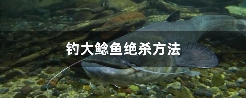 钓大鲶鱼绝杀方法 锦鲤池鱼池建设