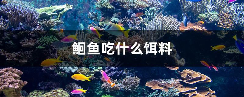 鮰鱼吃什么饵料 帝王血钻