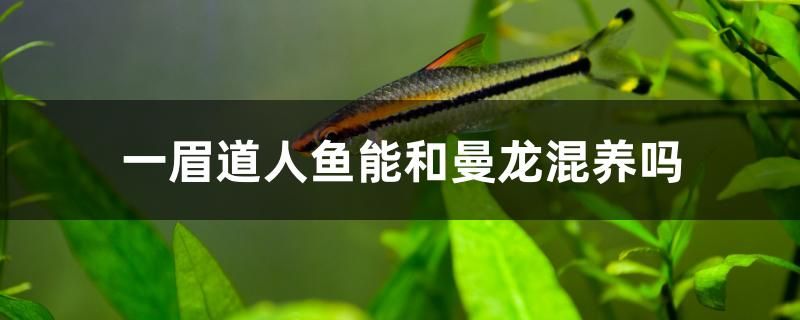 一眉道人鱼能和曼龙混养吗 观赏龟/鳖饲料