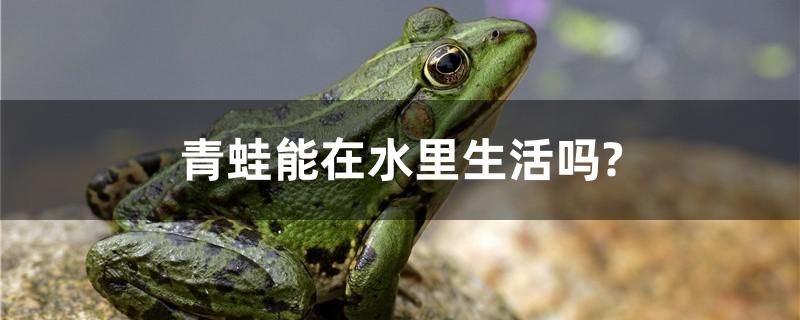 青蛙能在水里生活吗？ 狗头鱼