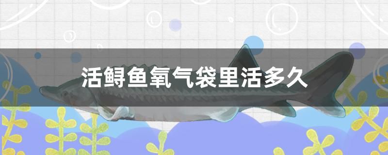 活鲟鱼氧气袋里活多久 水族灯（鱼缸灯）