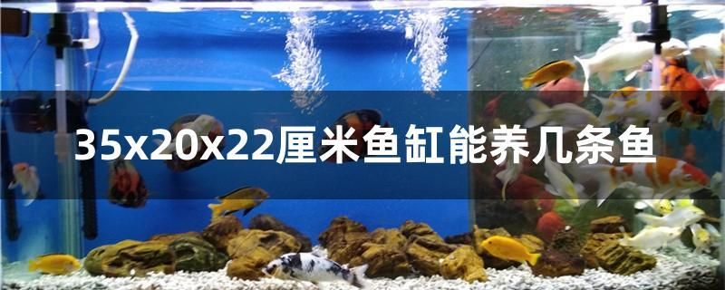 35x20x22厘米鱼缸能养几条鱼 森森鱼缸