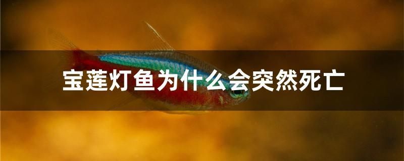 宝莲灯鱼为什么会突然死亡 其他益生菌