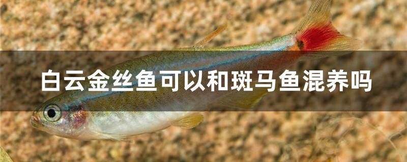 白云金丝鱼可以和斑马鱼混养吗 水族世界