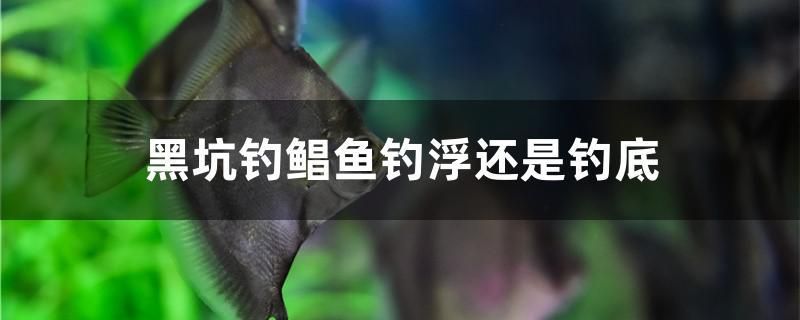 黑坑钓鲳鱼钓浮还是钓底 白化火箭鱼