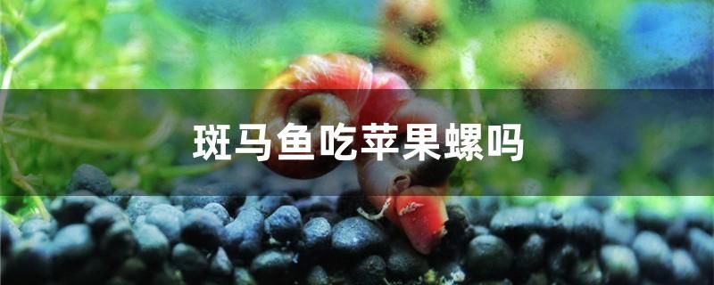 斑马鱼吃苹果螺吗