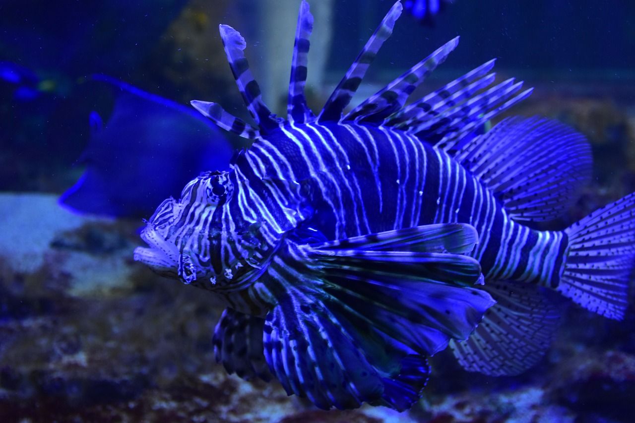 太原水族批发市场在哪个位置啊图片（太原水族馆花鸟鱼市场）