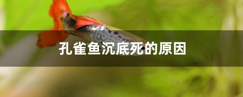 孔雀鱼沉底死的原因是什么