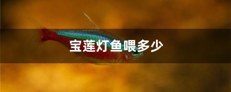 宝莲灯鱼喂多少 飞凤鱼苗