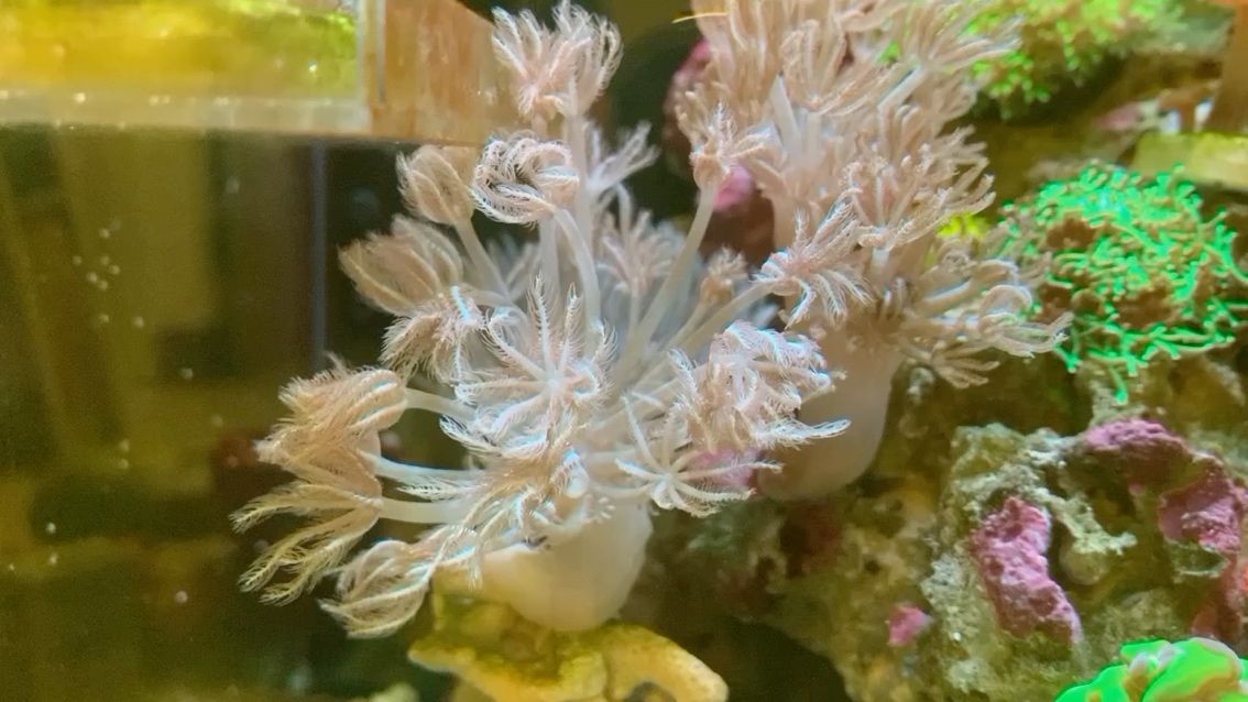 铜梁区御林坊鲜花店 全国水族馆企业名录