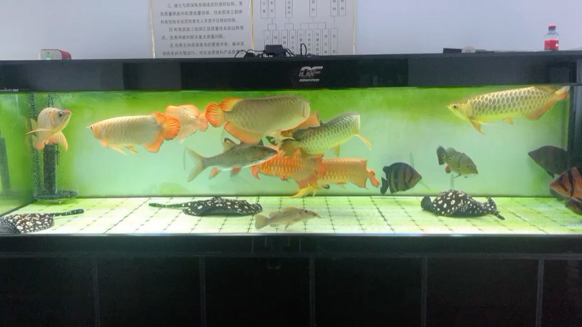 水族鱼缸灯管怎么安装视频（ 水族鱼缸灯管怎么安装视频教程） 鱼缸百科