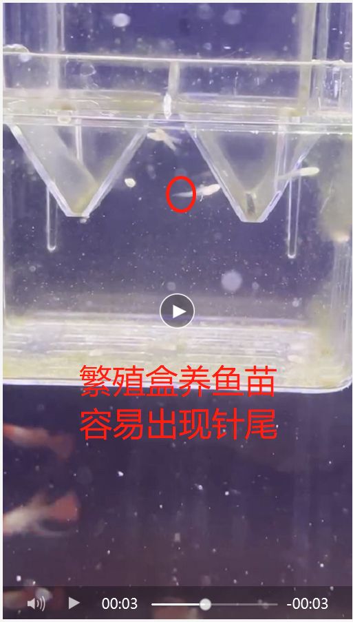 新手鱼友踩过的坑6：鱼苗用什么容器养？ 观赏鱼论坛 第2张