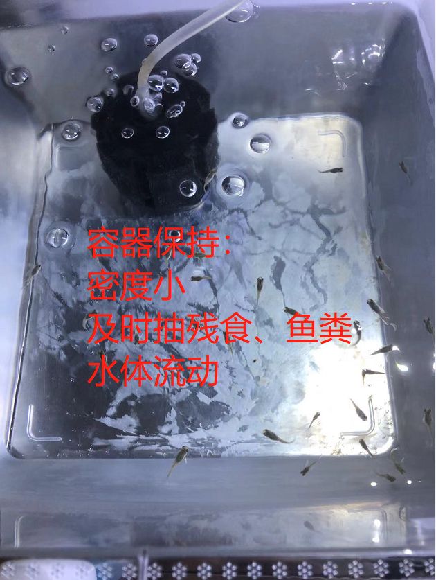 新手鱼友踩过的坑6：鱼苗用什么容器养？ 观赏鱼论坛 第3张