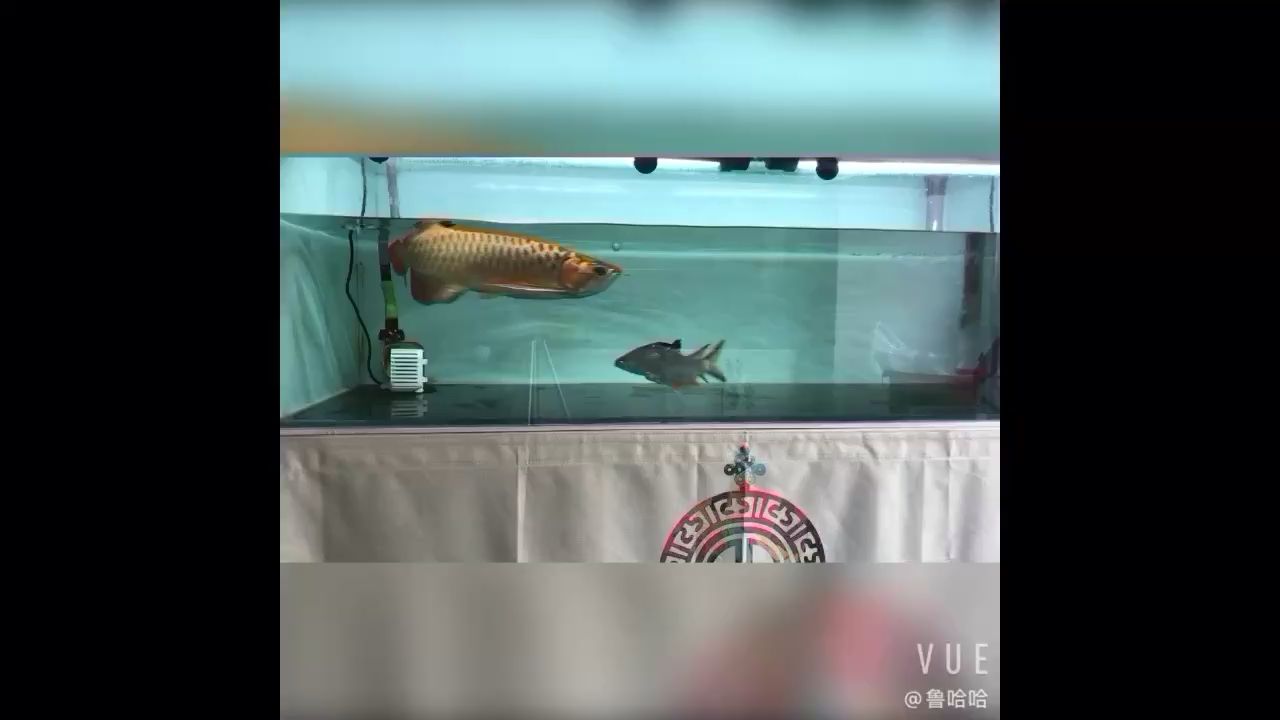 韶关水族批发市场都在哪里？（ 韶关水产批发市场在哪里）