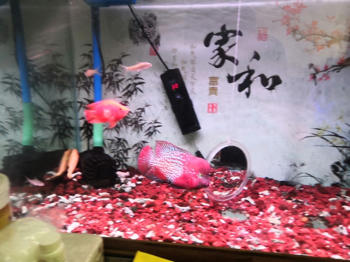 上海雅彩鱼缸官网配件商城地址查询 水族问答 第4张