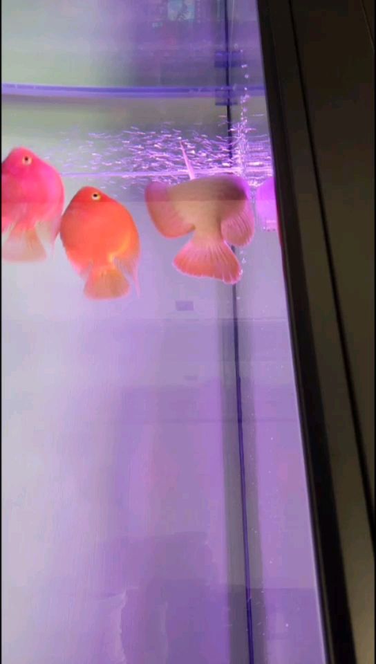 宝鸡二手鱼缸水族箱出售电话（ 宝鸡二手旧货市场厨具）