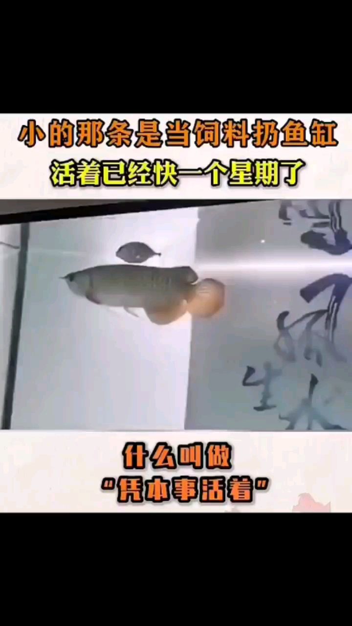 什么叫极限 观赏鱼论坛 第1张