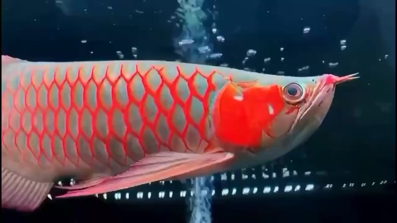 白玉红龙 观赏鱼论坛