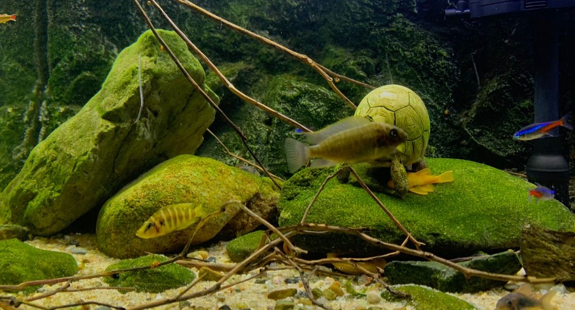 神器原谅色！ 观赏鱼论坛 第2张