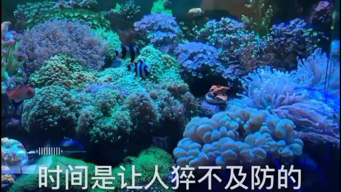 无蛋分养殖珊瑚 观赏鱼论坛