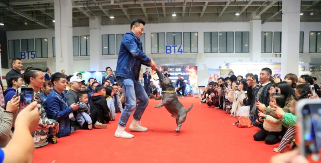 虎纹恐龙鱼多大缸 水族问答 第6张