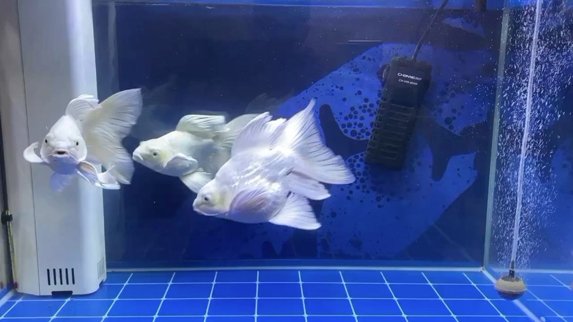 灞桥区水族批发市场在哪里啊最近 水族问答