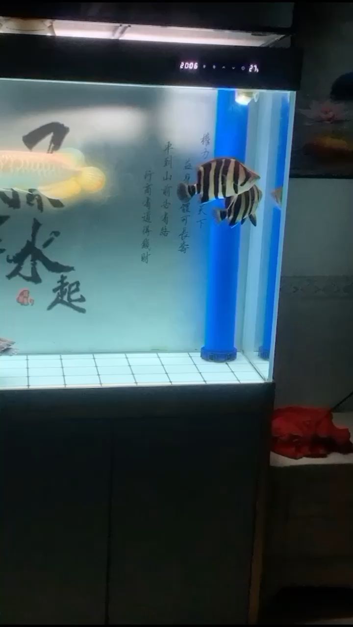 1100 观赏鱼论坛