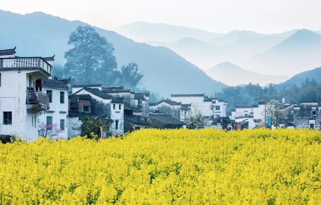 龙巅二十四节气——谷雨 观赏鱼论坛 第2张