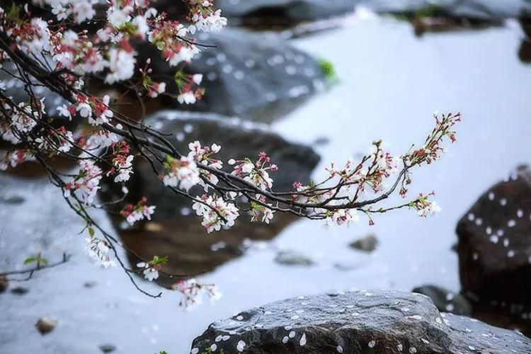 龙巅二十四节气——谷雨 观赏鱼论坛 第4张