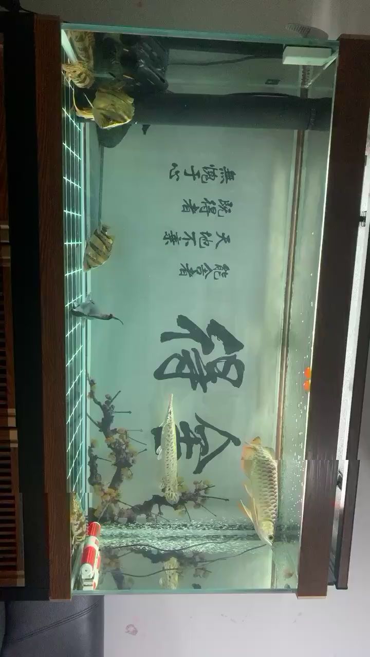 换完水，给你条三湖慈鲷尝尝鲜，不要爱上这个味就好。