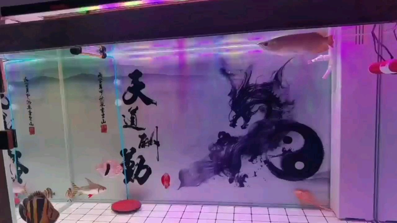 慢慢成长中[dabing] 观赏鱼论坛 第1张