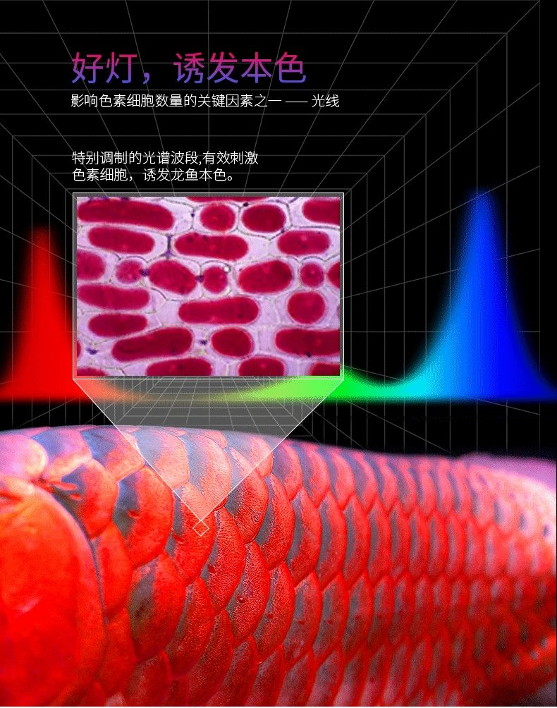 调光发色LED潜水灯二代