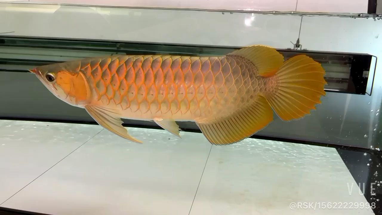 观赏鱼曼龙：观赏鱼曼龙鱼能混养吗 小型观赏鱼