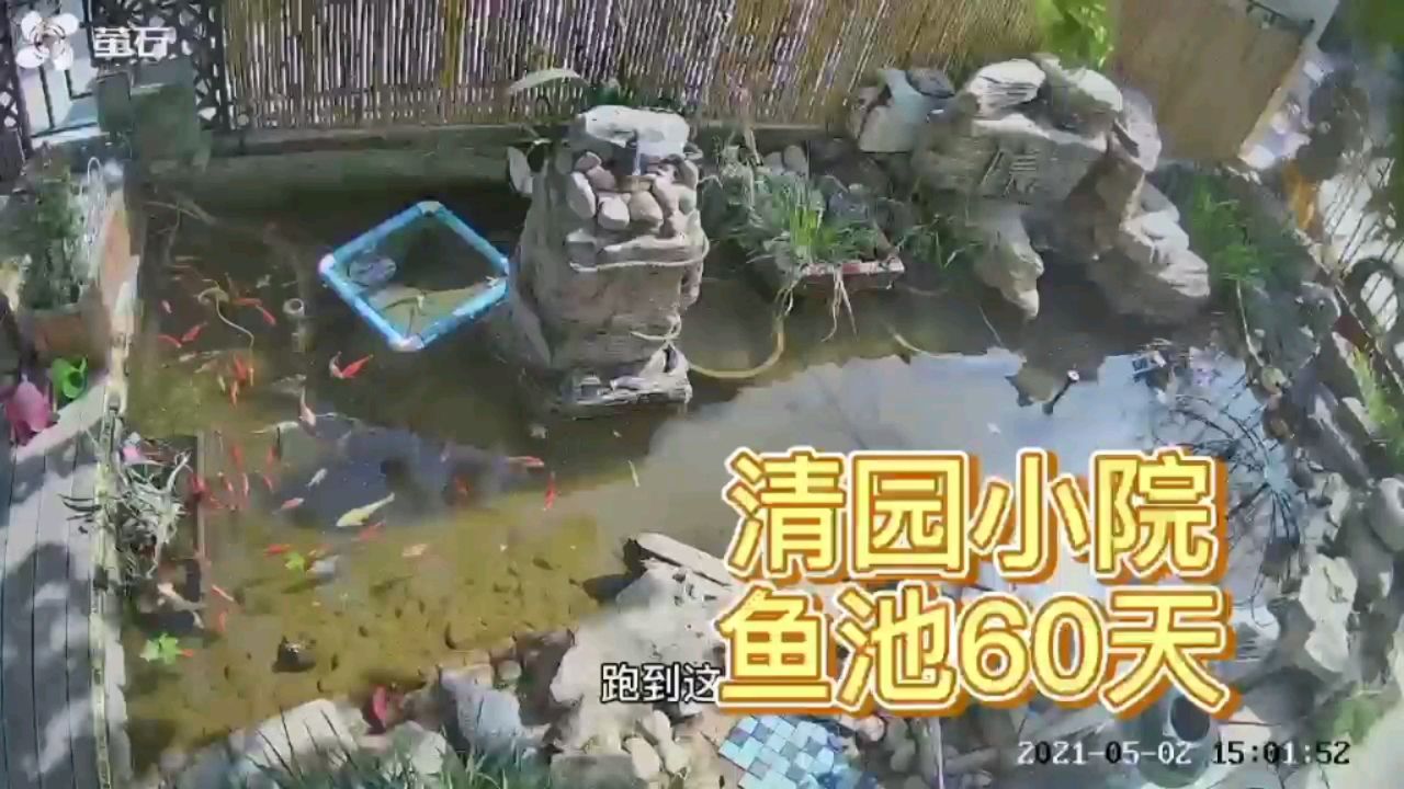 锦鲤鱼池的自动化建设 观赏鱼论坛 第1张